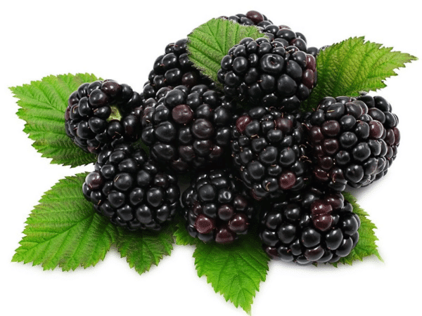 Blackberry - Alchemy Flavour Art DIY E-Liquid concentrate aroma flavourings.